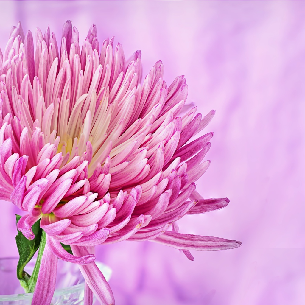 Красивый розовый цветок астры крупным планом