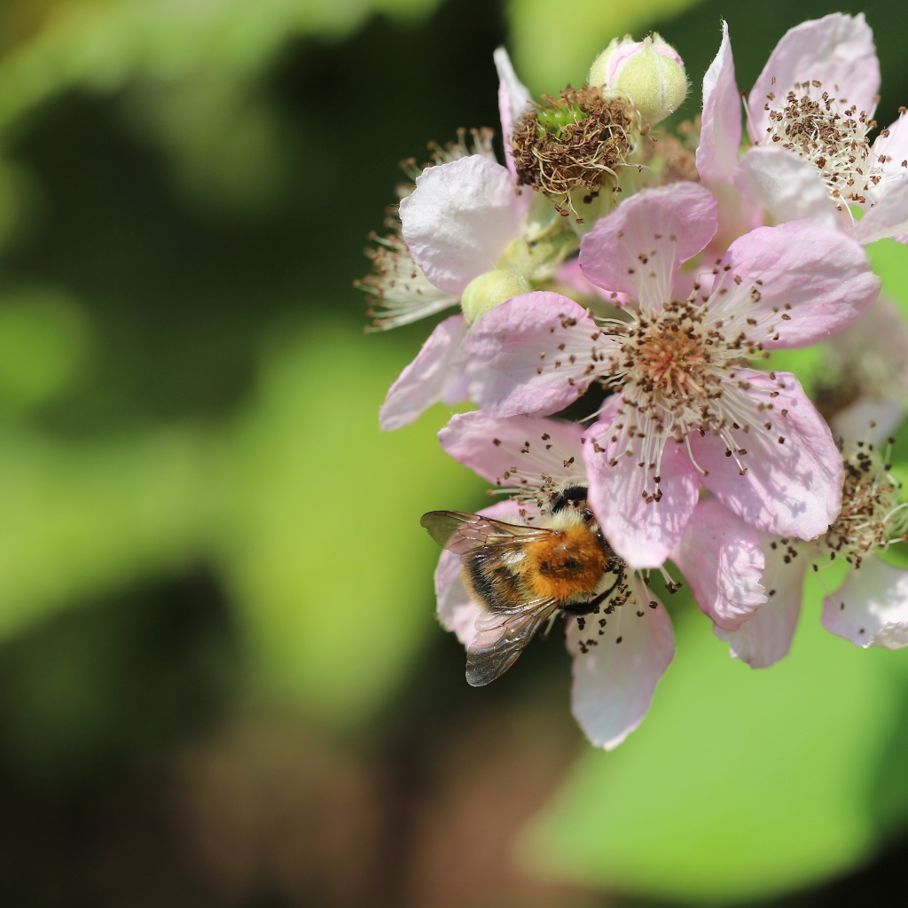 Красивые розовые цветы яблони крупным планом