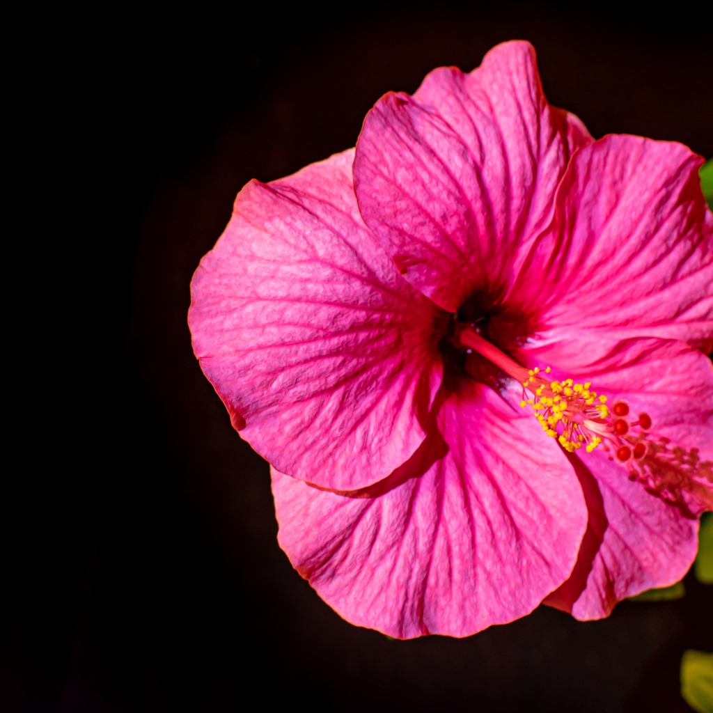 Красивый розовый цветок гибискуса с зелеными листьями на черном фоне