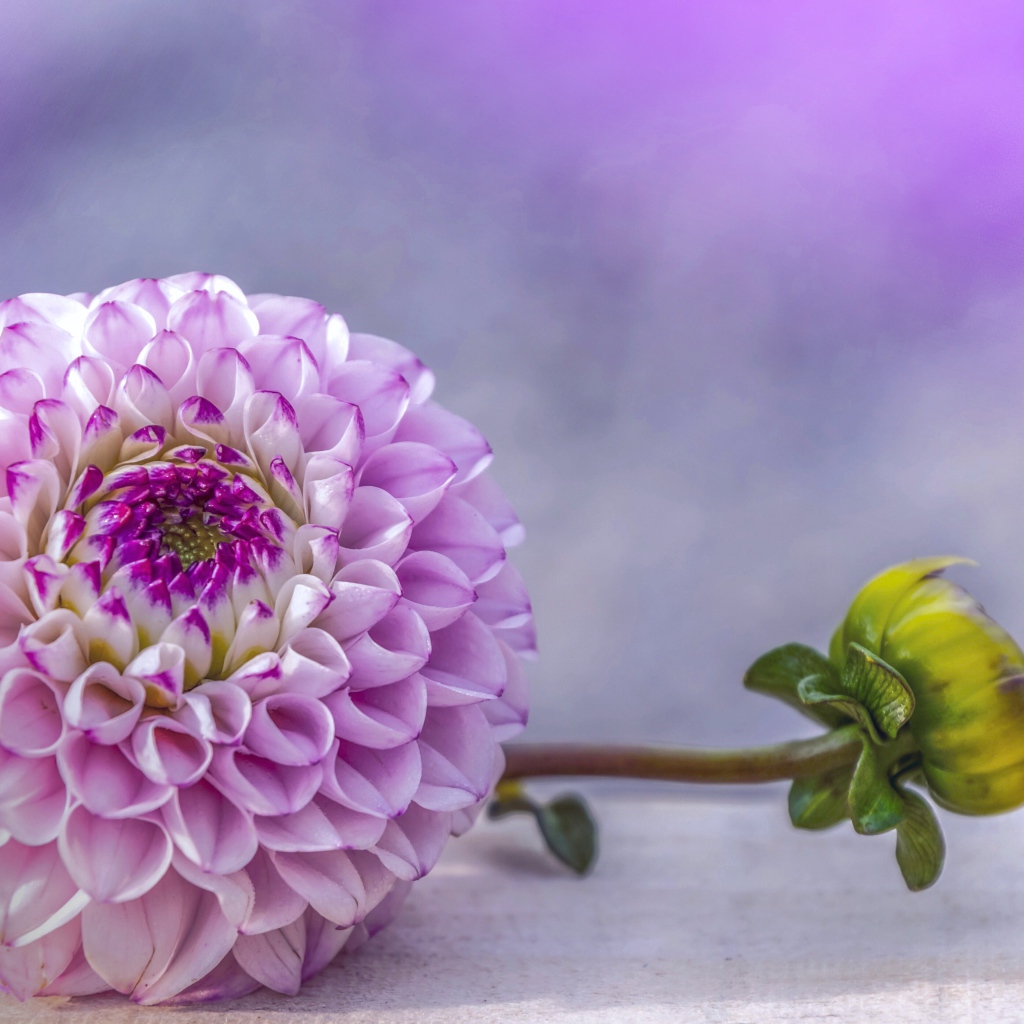 Красивый пурпурный цветок георгина с бутоном