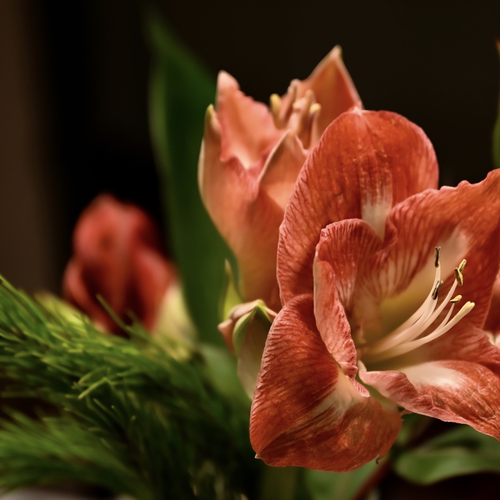 Красивый  красный цветок амариллиса с веткой ели