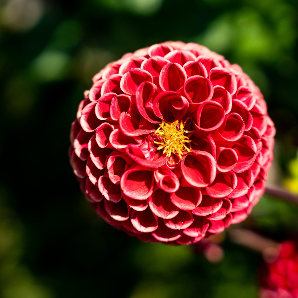 Красивый красный цветок георгины с желтой серединкой