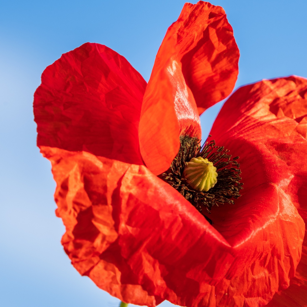 Красивый красный мак крупным планом на голубом фоне 