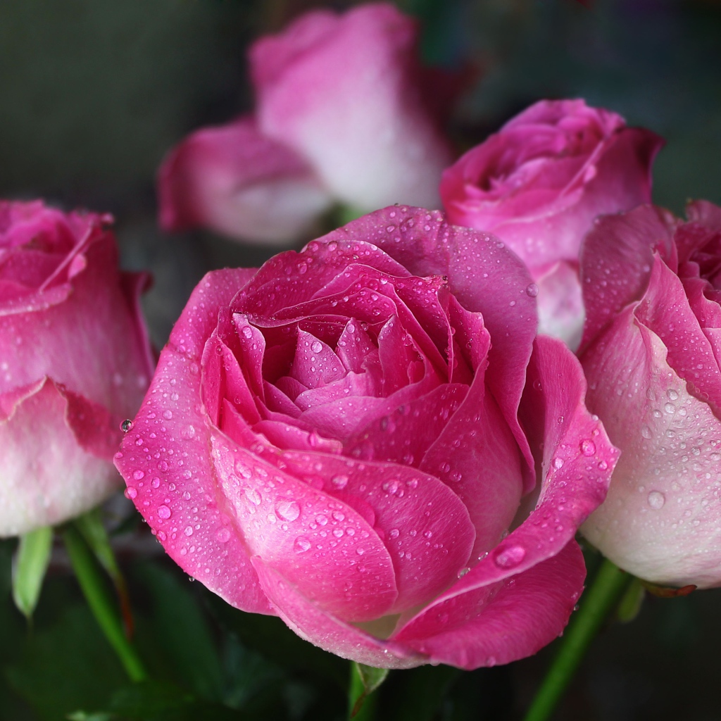 Красивые цветы розы в каплях росы 