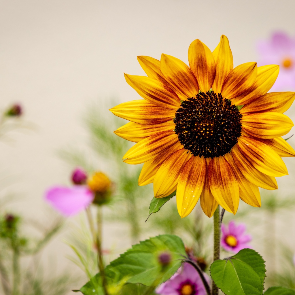 Красивый подсолнух с цветами космеи 