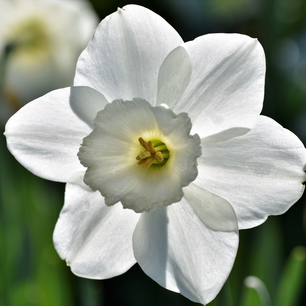 Красивый белый цветок нарцисса крупным планом