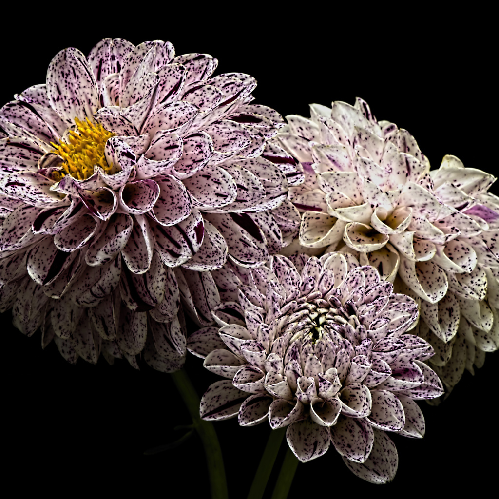 Красивые белые георгины с фиолетовыми брызгами 