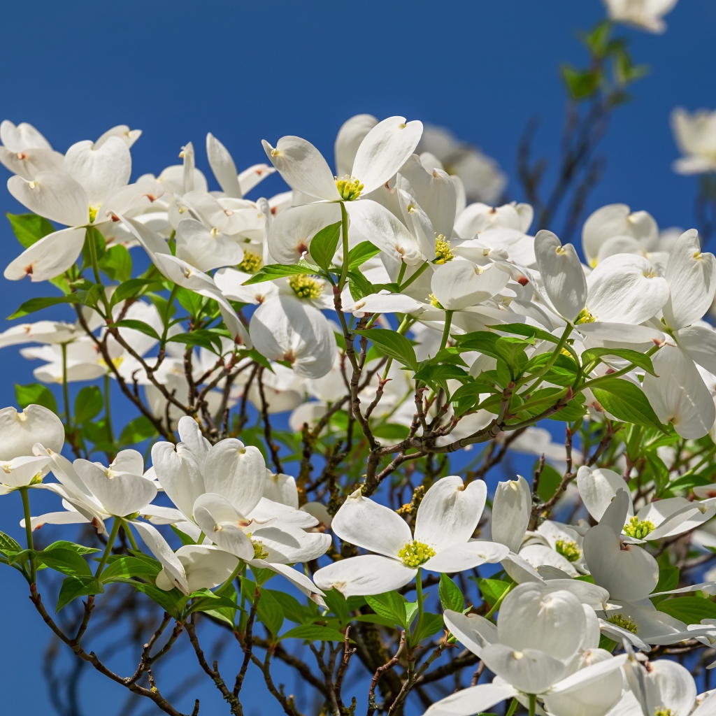 Красивые белые цветы на кусту под голубым небом