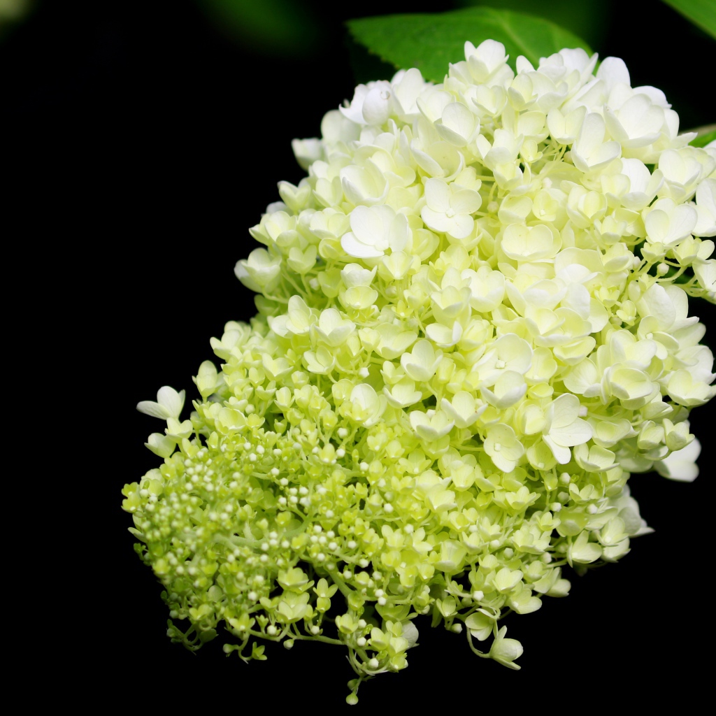 Красивые белые цветы Гортензии на черном фоне