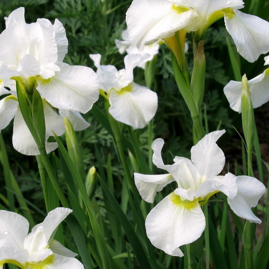 Красивые белые цветы ириса на клумбе