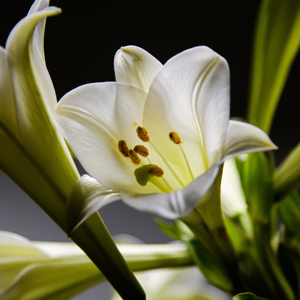 Красивые белые лилии с бутонами крупным планом 