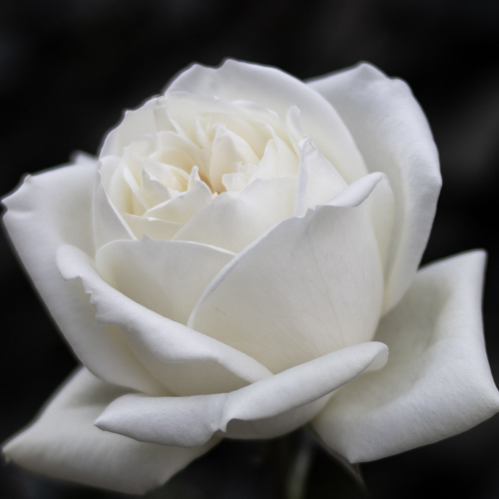 Красивый белый цветок розы на черном фоне 