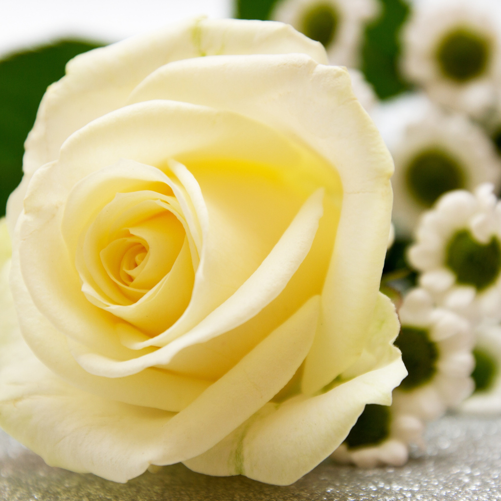 Красивая белая роза лежит на столе