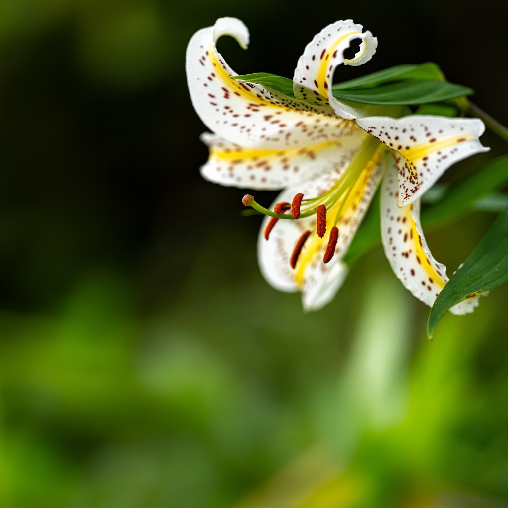 Красивая белая тигровая лилия на клумбе