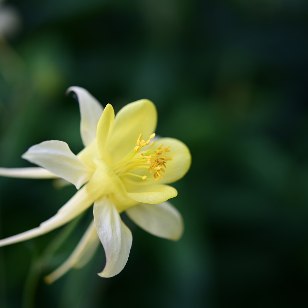 Красивый желтый цветок водосбора крупным планом