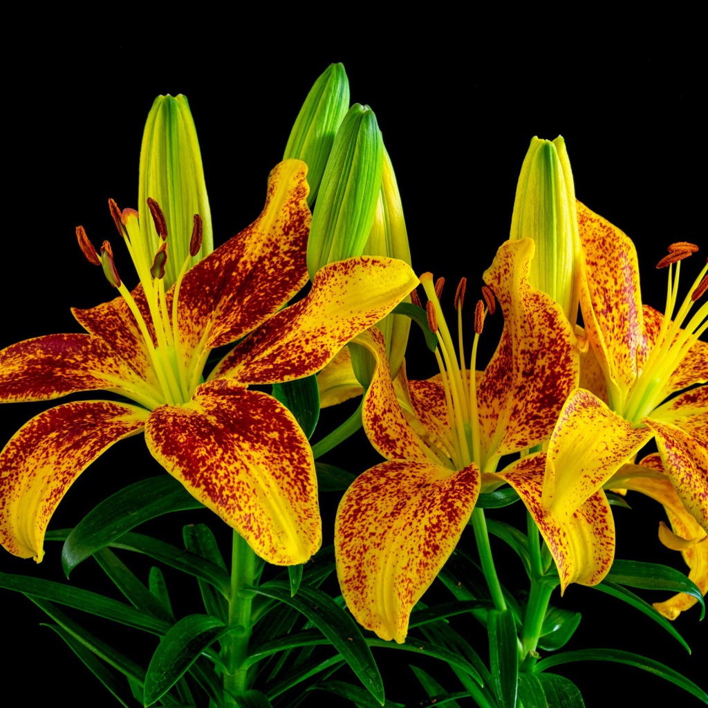 Красивая желтая леопардовая лилия с бутонами на черном фоне 