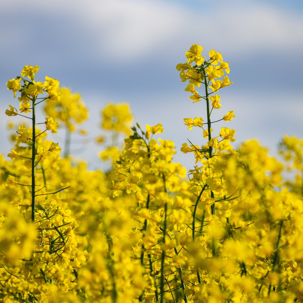 Beautiful yellow rapeseed flowers on the field