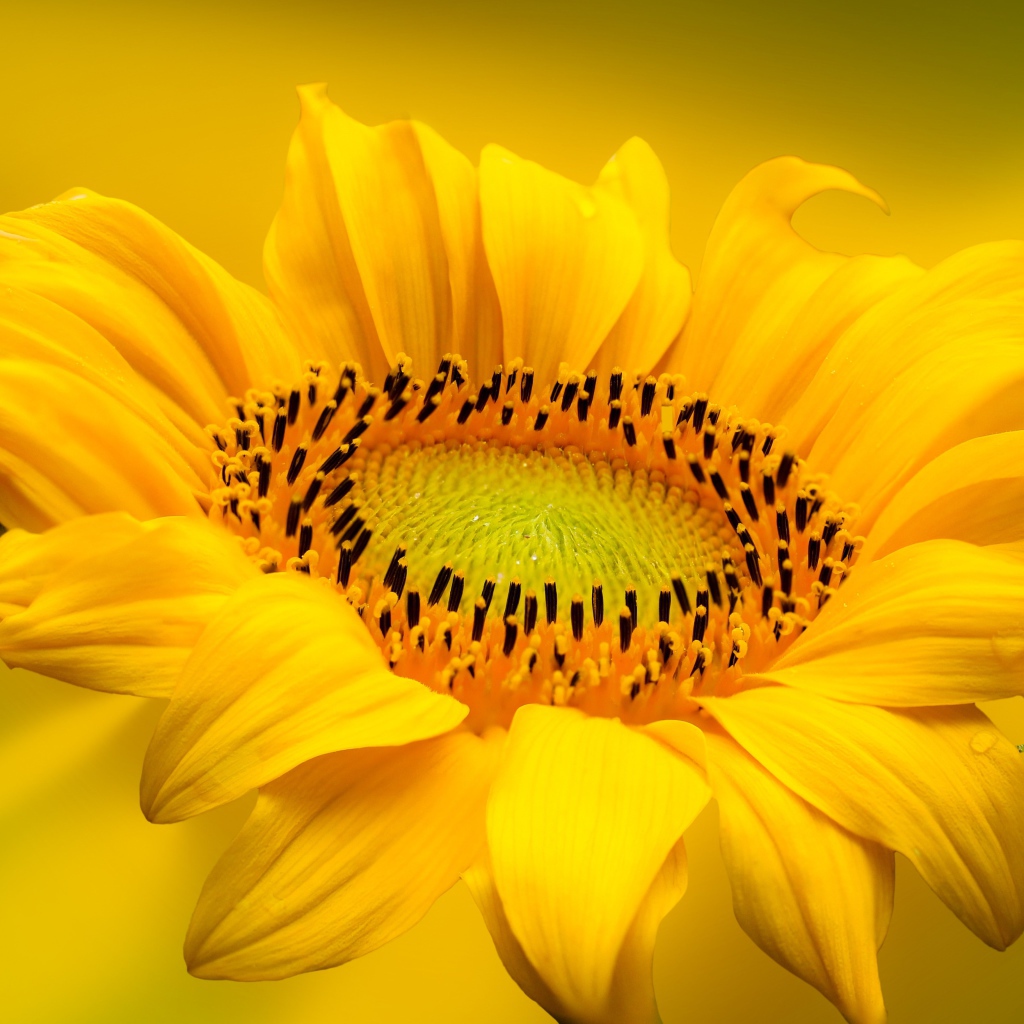 Beautiful yellow sunflower flower on yellow background