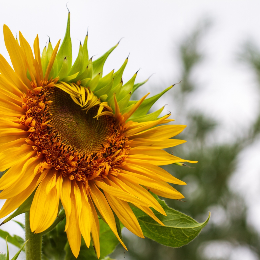 Красивый желтый подсолнух на огороде