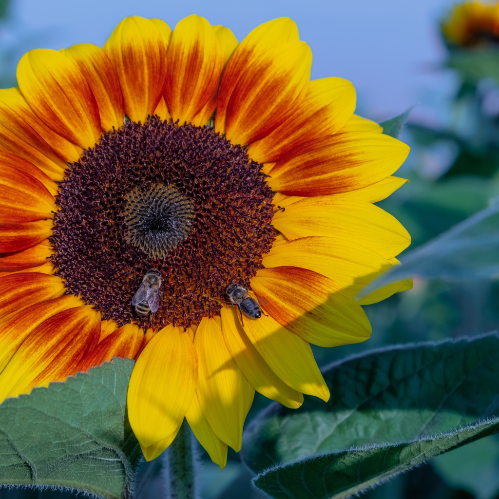 Большой красивый цветок подсолнуха с пчелами