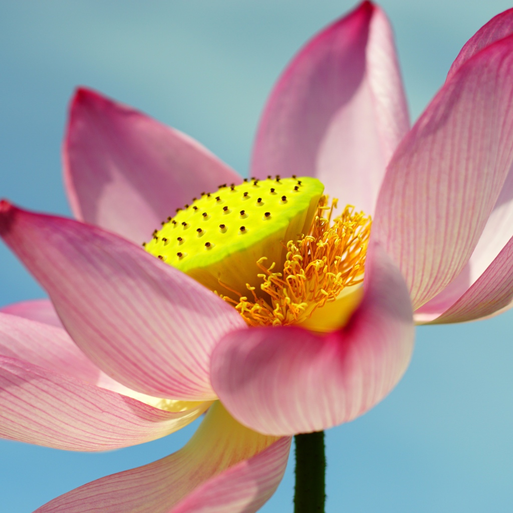 Большой розовый цветок лотоса на голубом фоне 