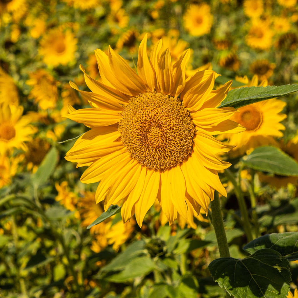 Большой желтый цветок подсолнуха на поле 