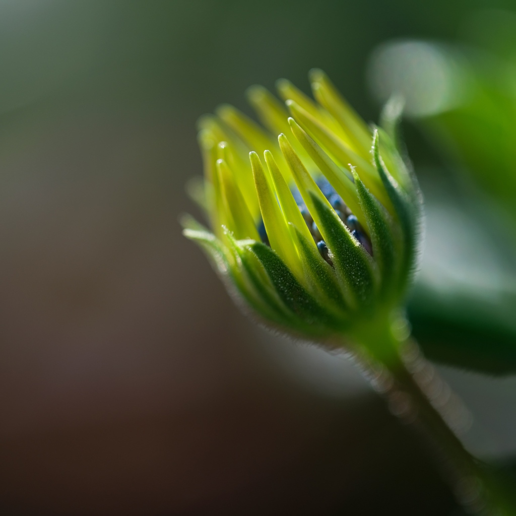 Распускающийся цветок остеоспермума крупным планом 