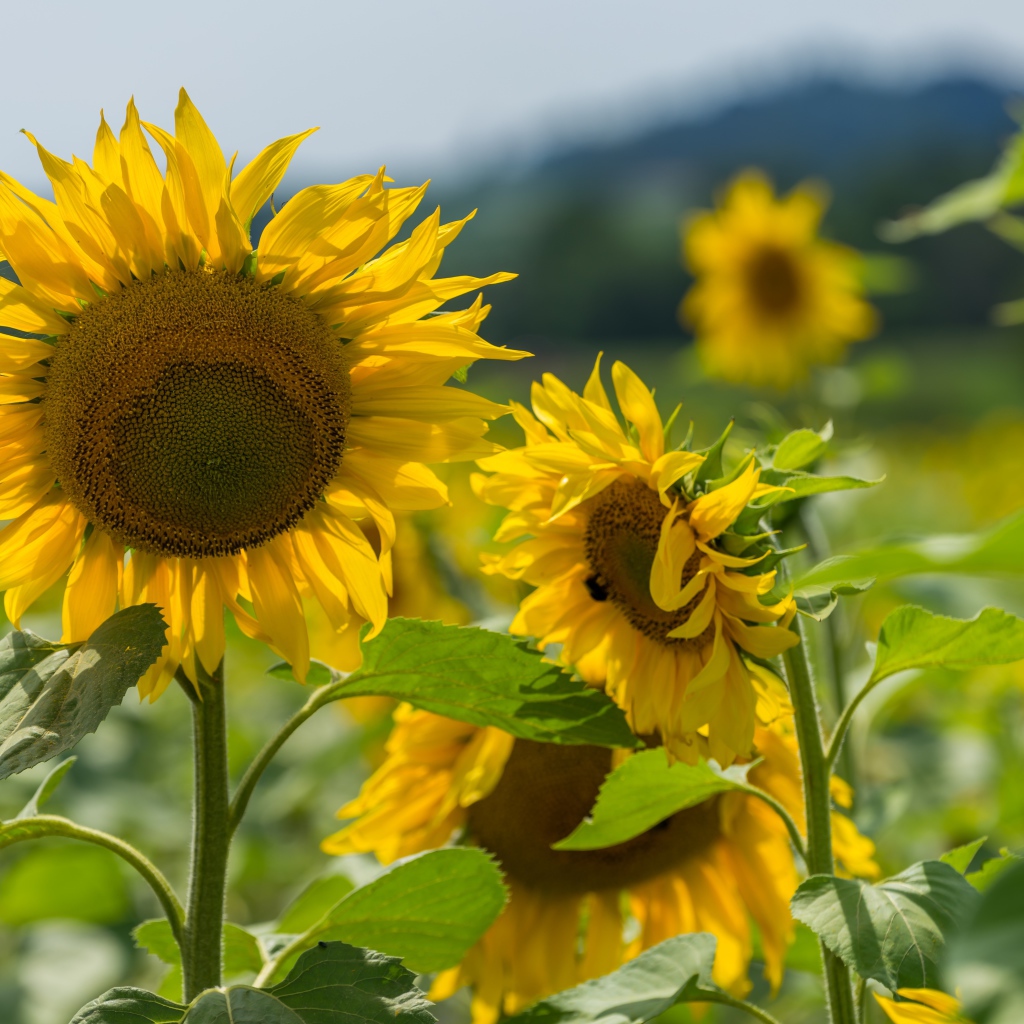 Цветущие желтые подсолнухи с зелеными листьями на поле
