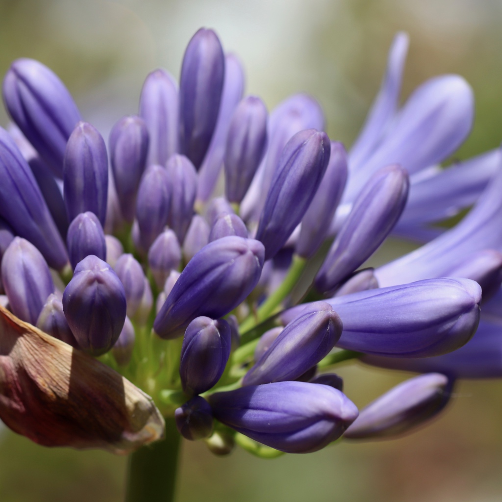 Синий цветок Агапантус распускается