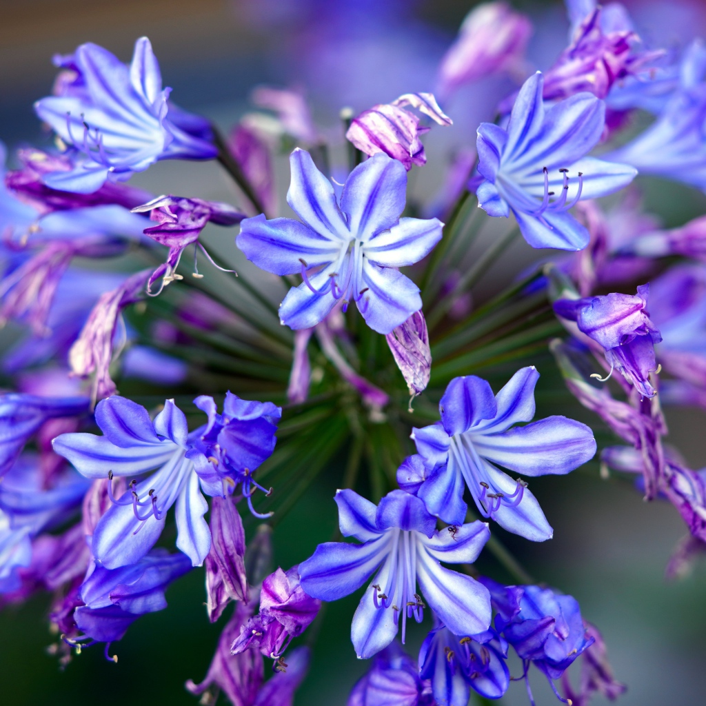 Голубые цветы агапантус крупным планом 