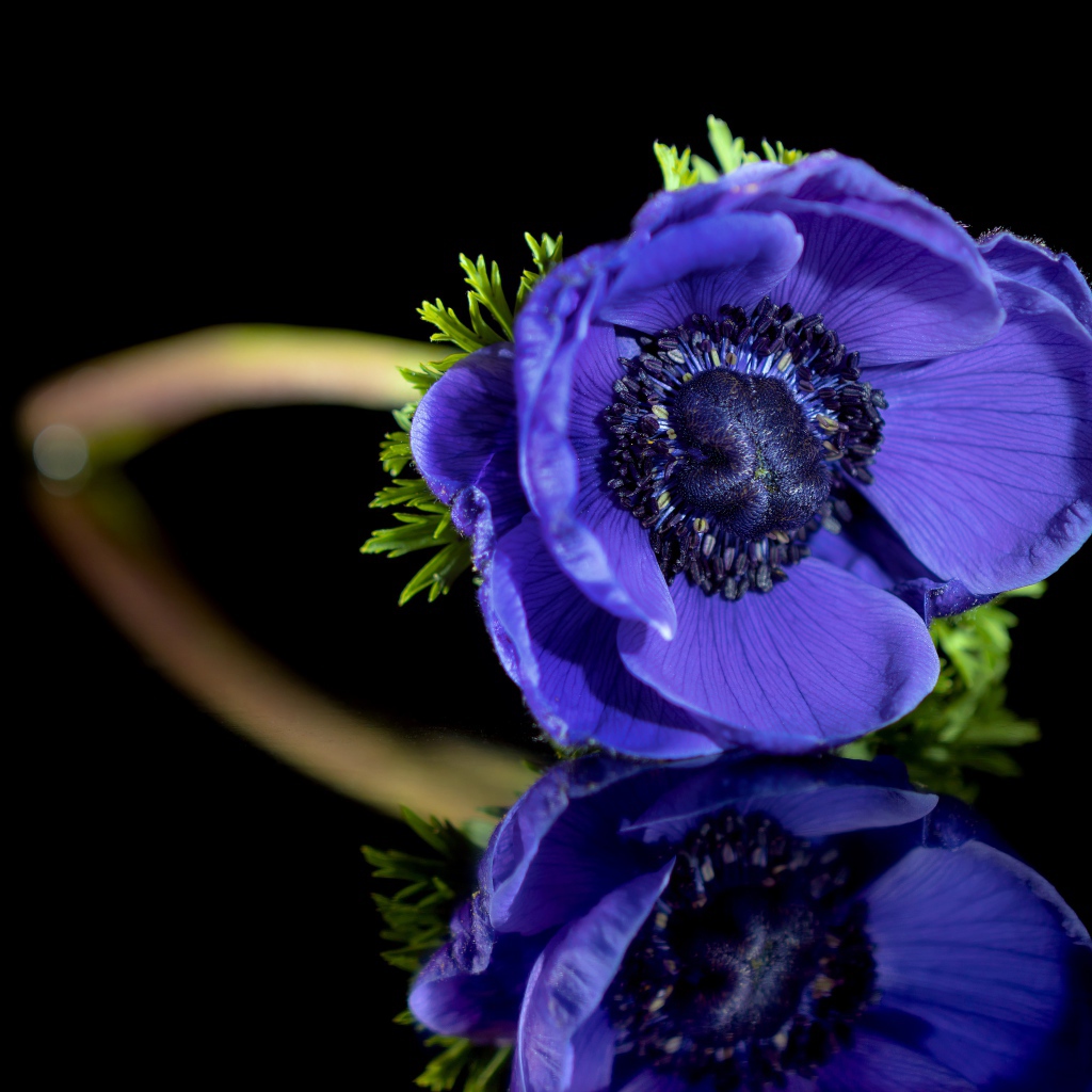 Синий цветок анемона отражается в черной поверхности 