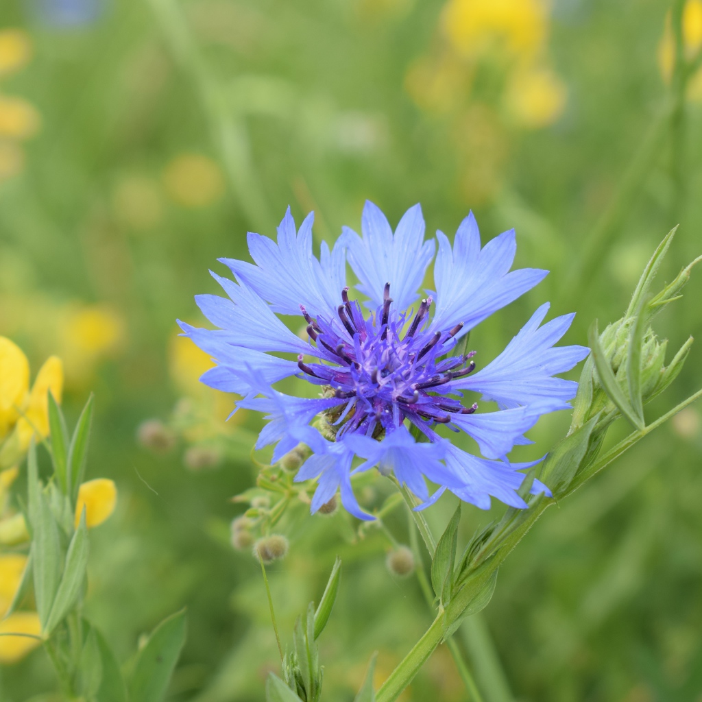 Синий полевой василек с желтыми цветами