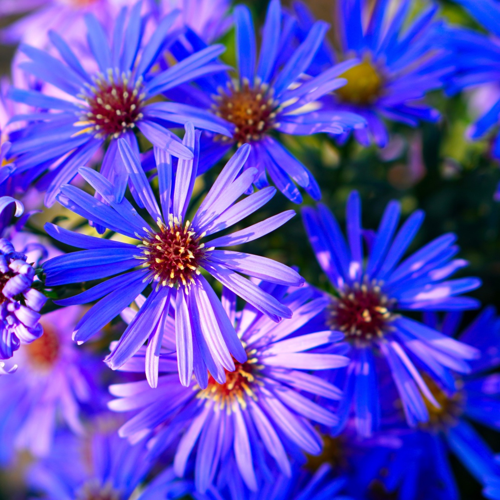 Синие цветы сентябринки крупным планом