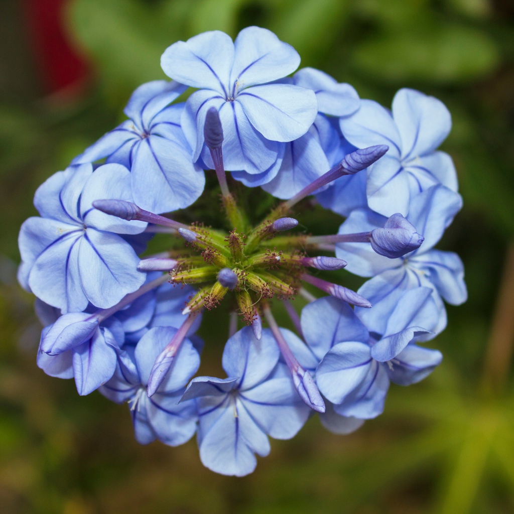 Голубой цветок плюмбаго крупным планом