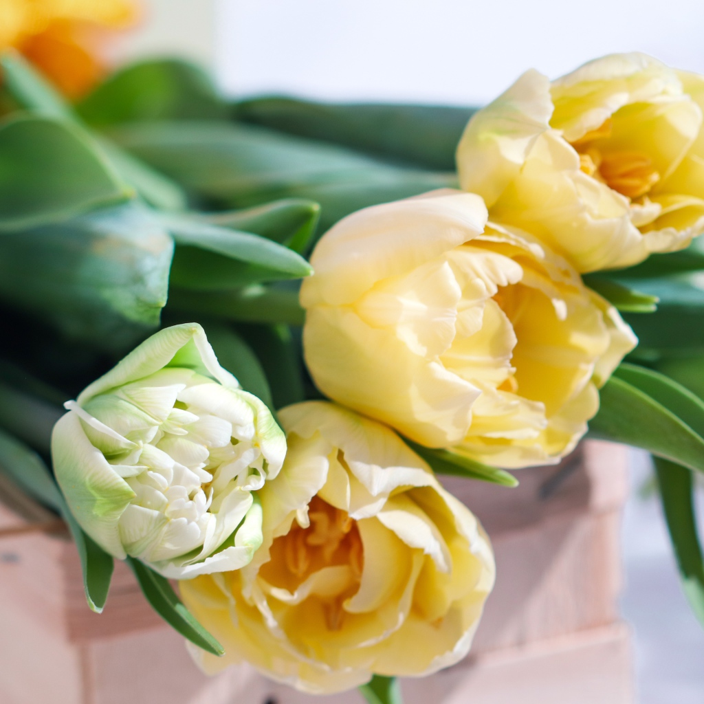Букет нежных кремовых тюльпанов на столе