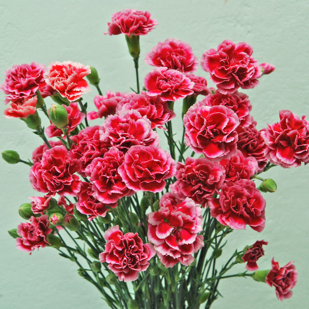 Букет розовых цветов гвоздики на сером фоне