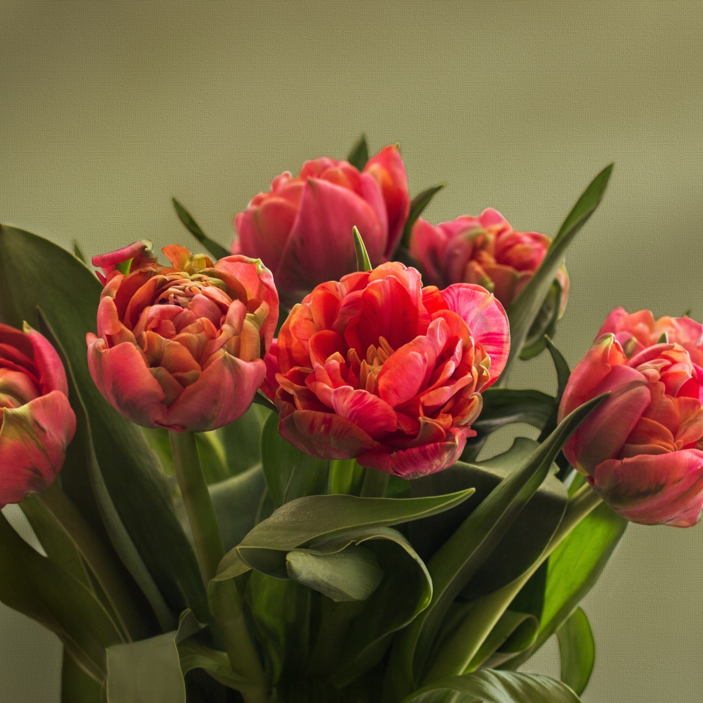 Букет розовых пышных тюльпанов крупным планом