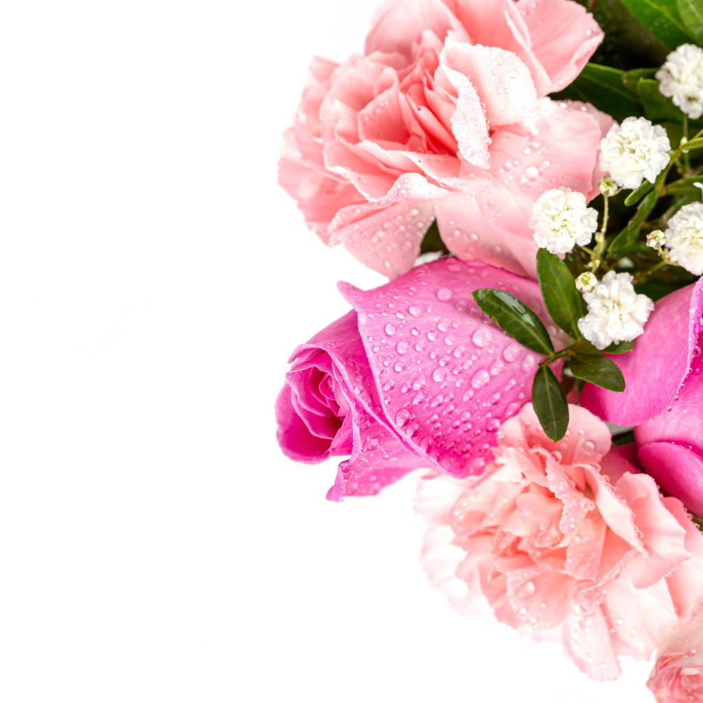 Букет розовых роз с гвоздиками в каплях росы на белом фоне