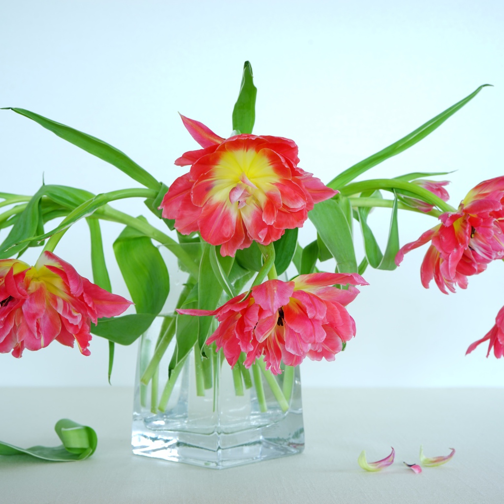 Букет розовых тюльпанов в стеклянной вазе на сером фоне