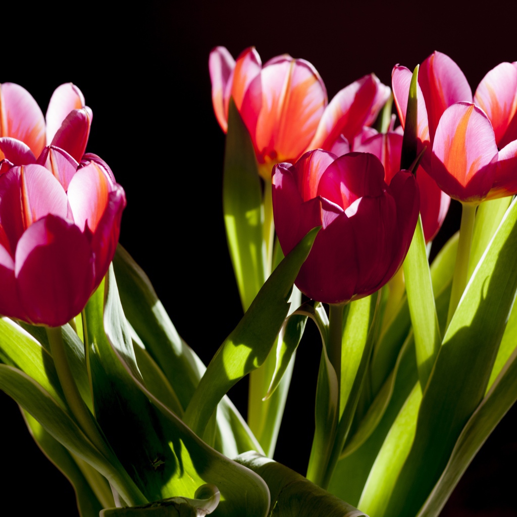 Букет розовых тюльпанов в лучах солнца на черном фоне