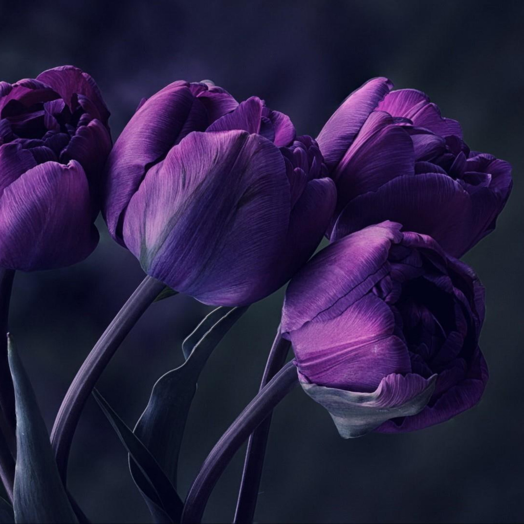 Букет фиолетовых тюльпанов на сером фоне 