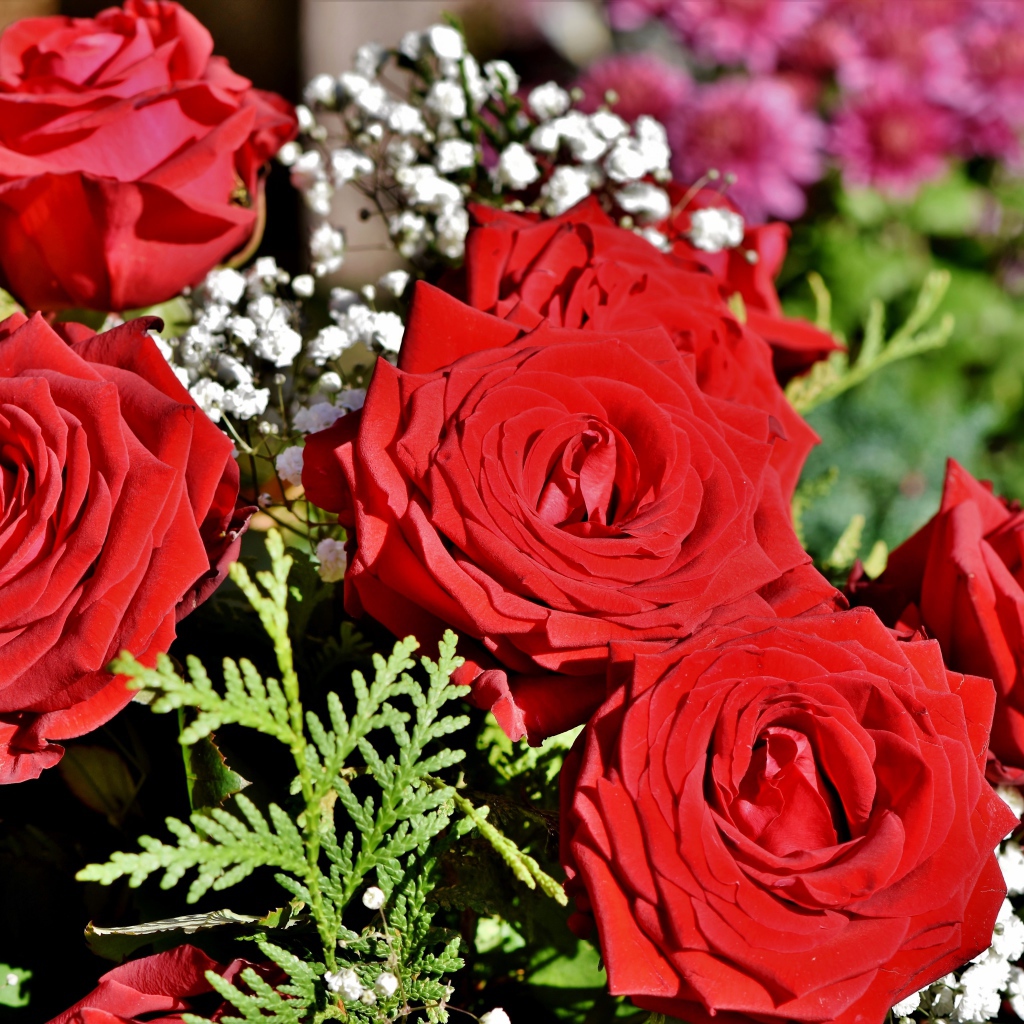 Букет алых роз с цветами гипсофилы 