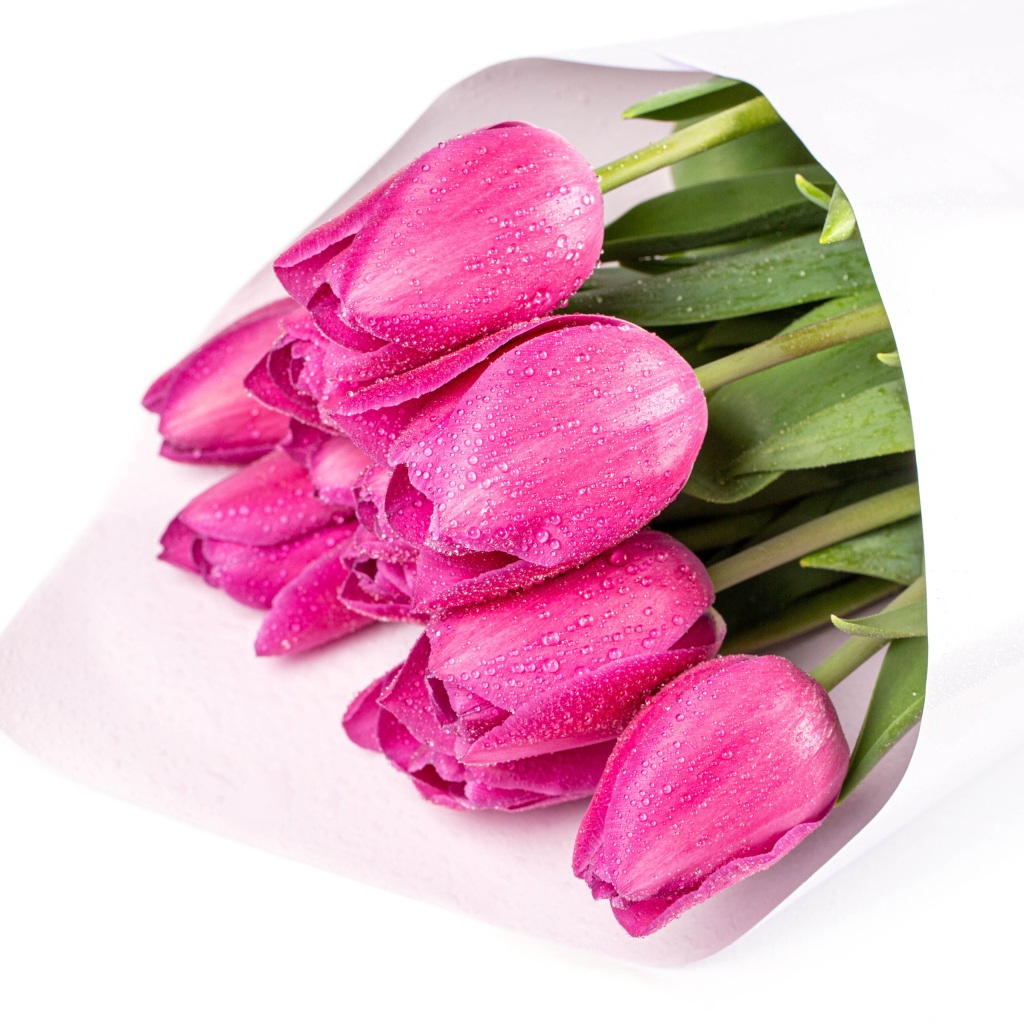 Букет мокрых розовых тюльпанов на белом фоне