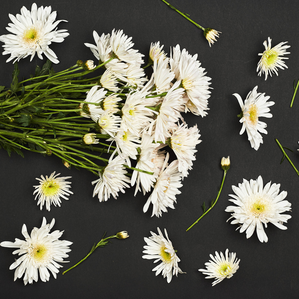 Букет белых хризантем на черном фоне