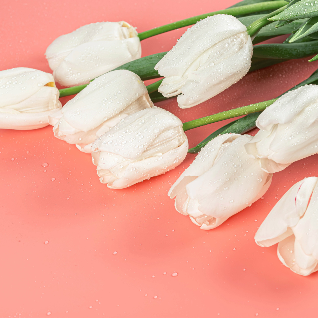 Букет белых тюльпанов в каплях росы на розовом фоне