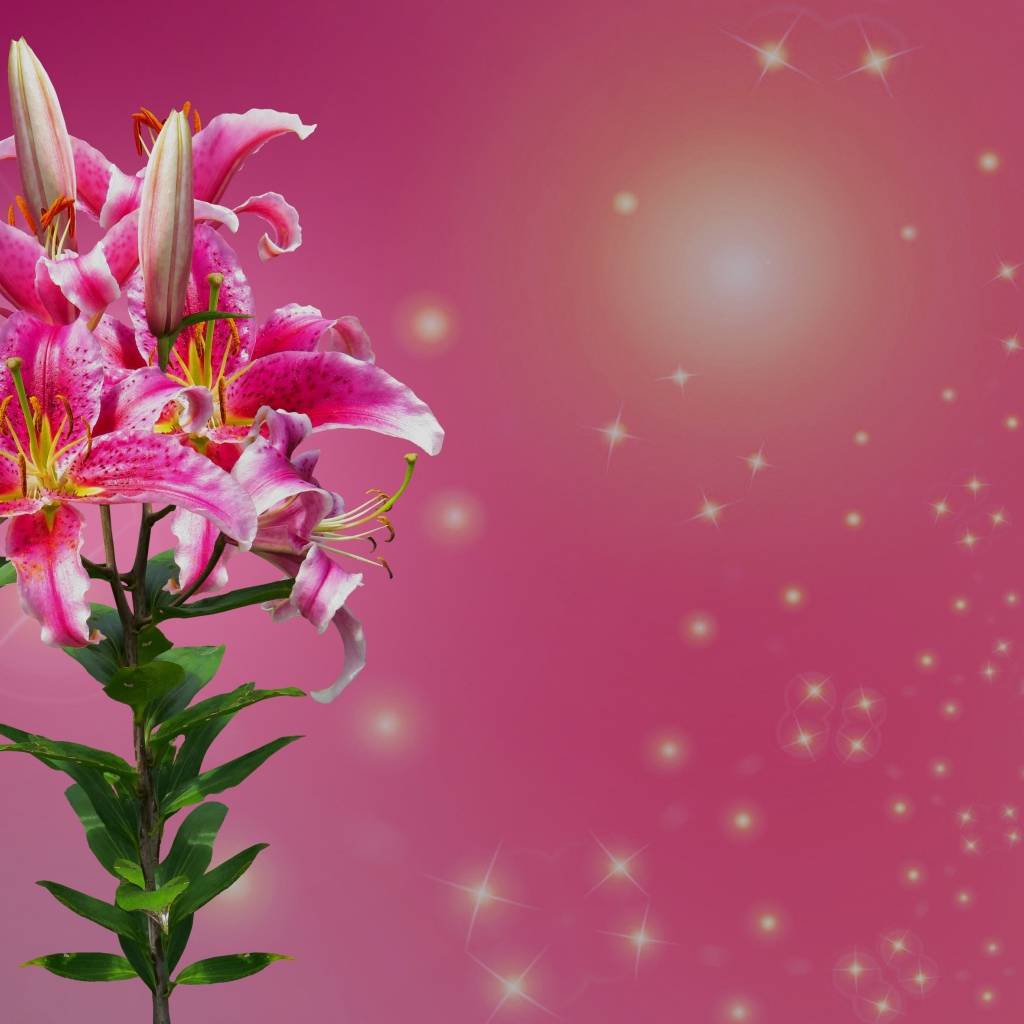 Ветка цветов лилии на розовом фоне 
