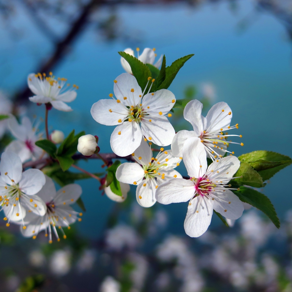 Яркие белые цветы вишни на ветке крупным планом