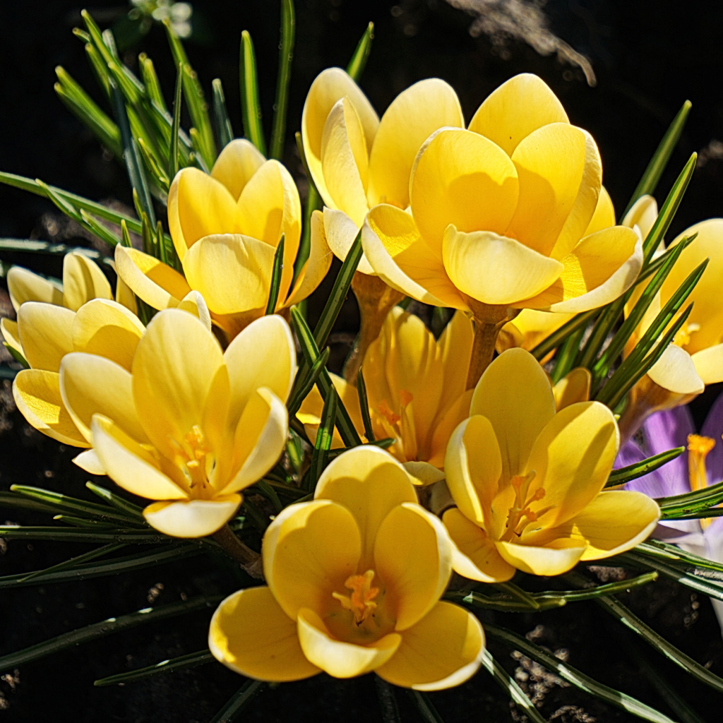 Куст маленьких желтых цветов крокуса на клумбе 