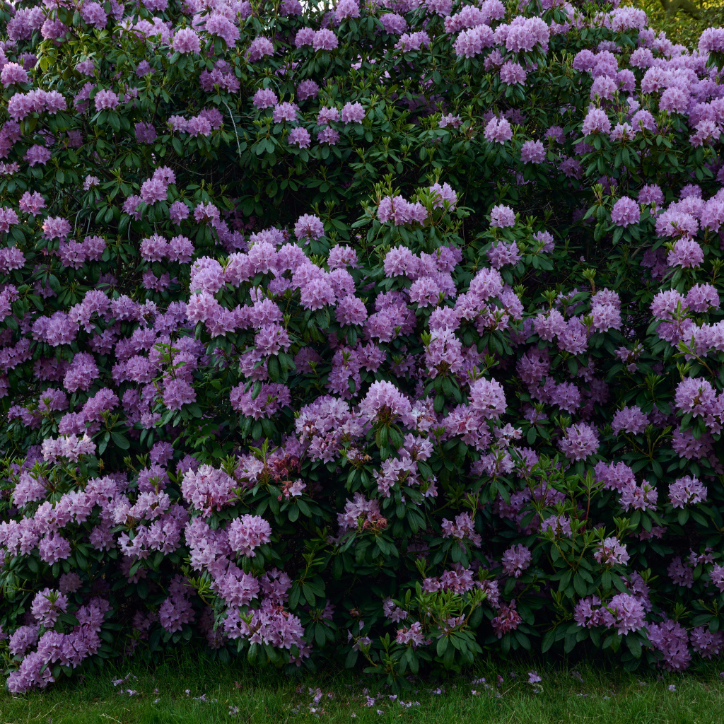 Куст с сиреневыми цветами рододендрона