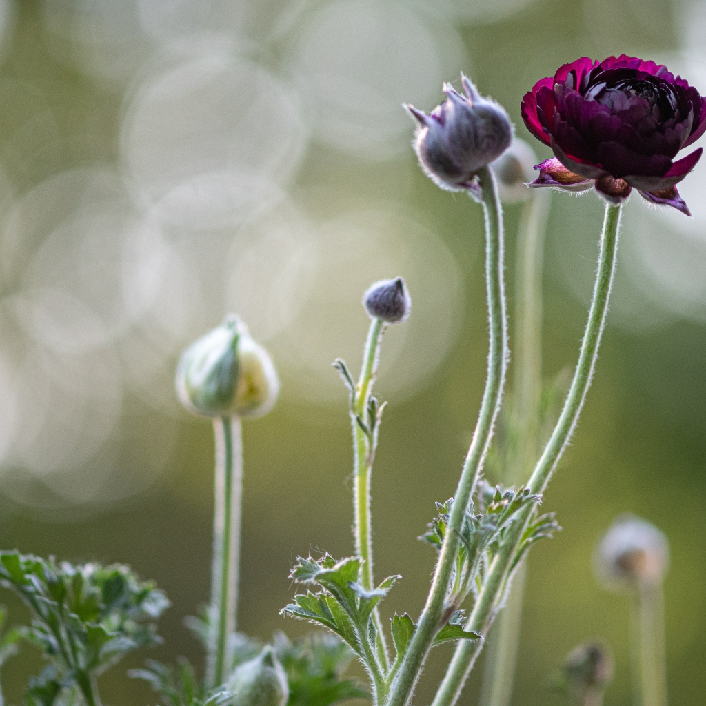 Цветы лютика распускаются на клумбе
